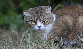 Домашний кот стал присяжным заседателем | Фото: Getty Images